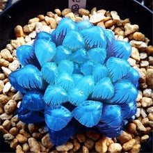 Load image into Gallery viewer, Haworthia Cooperi Seeds (100PCS)